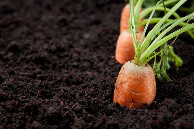 Como-cultivar-zanahorias-en-casa-1